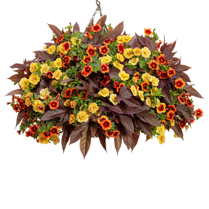Superbells® Double Amber Calibrachoa