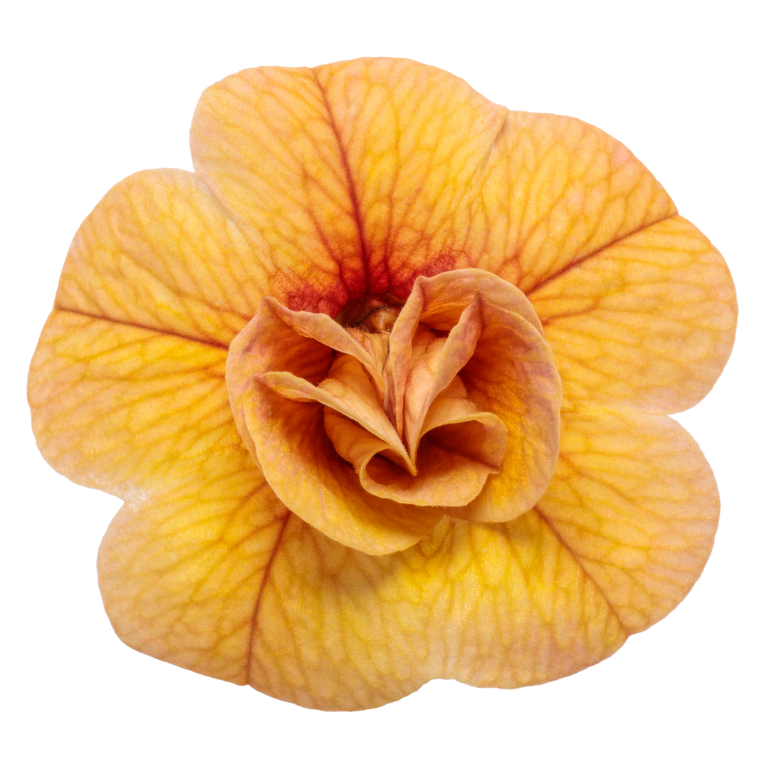 Superbells® Double Amber Calibrachoa