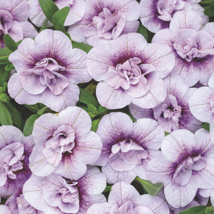 Calibrachoa | Superbells® Double Twilight™ | Proven Winners