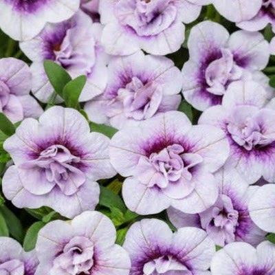 Superbells Double Twilight Calibrachoa up close.