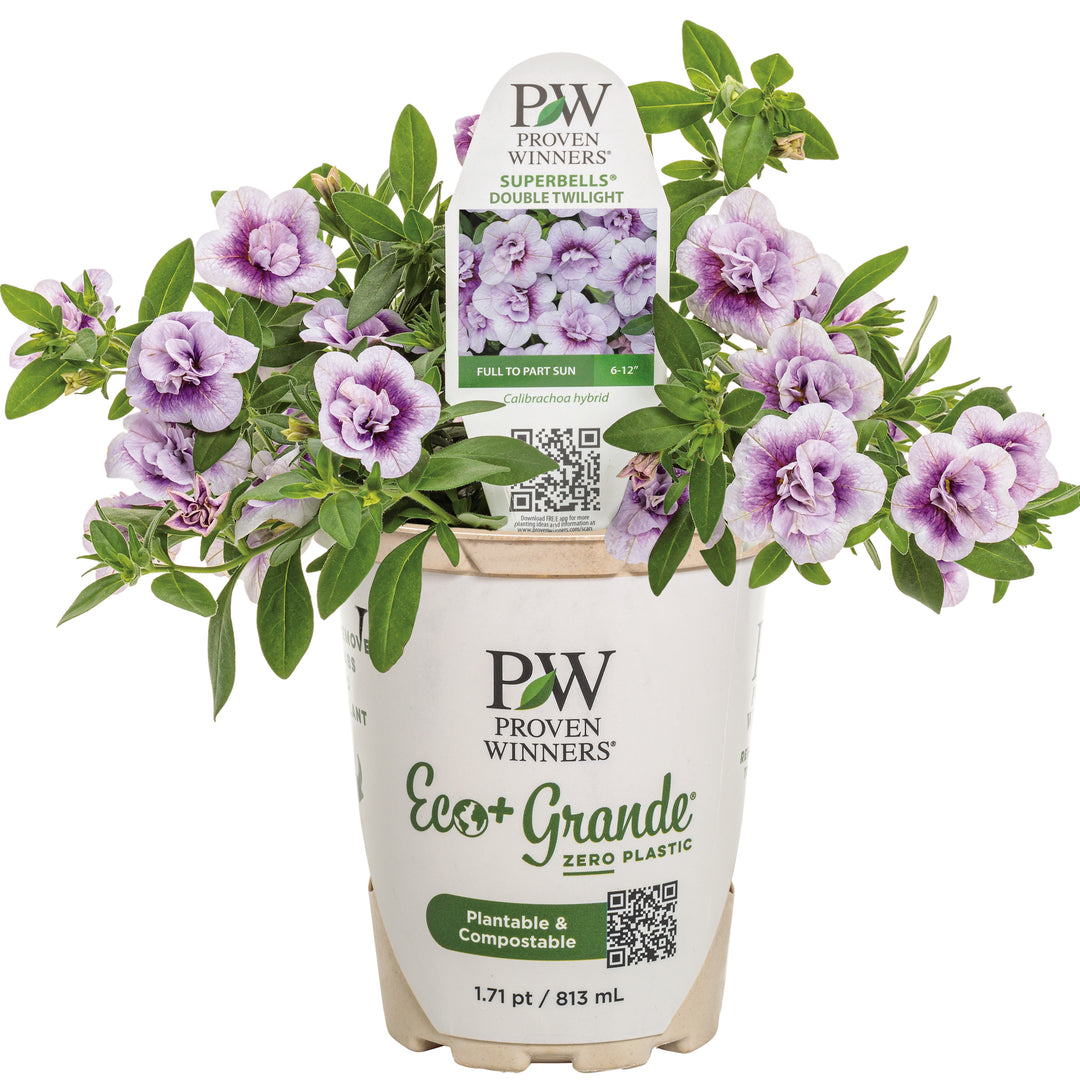 Calibrachoa | Superbells® Double Twilight™ | Proven Winners