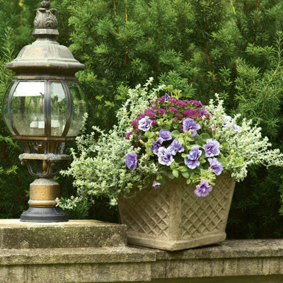Superbells® Double Twilight™ Calibrachoa