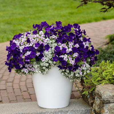 Superbells® Double Twilight™ Calibrachoa