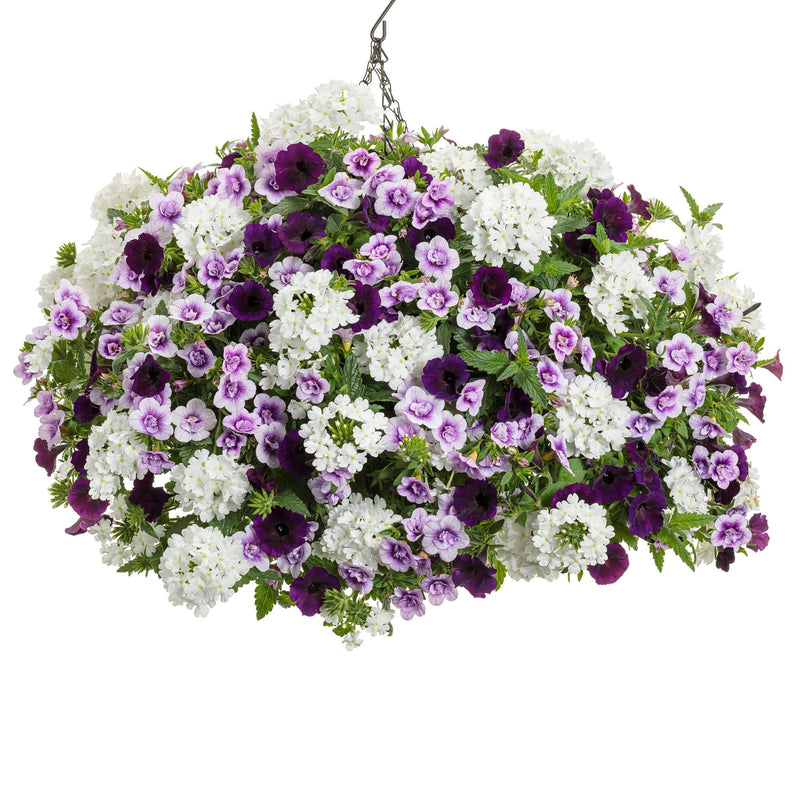 Superbells® Double Twilight™ Calibrachoa