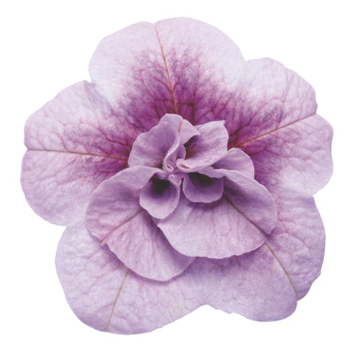 Superbells® Double Twilight™ Calibrachoa