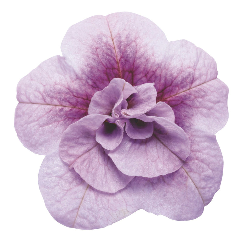 Superbells® Double Twilight™ Calibrachoa