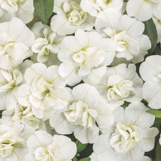 Superbells® Double White Calibrachoa