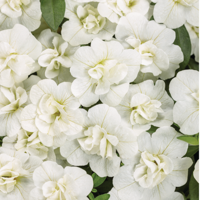 Superbells Double White Calibrachoa up close.