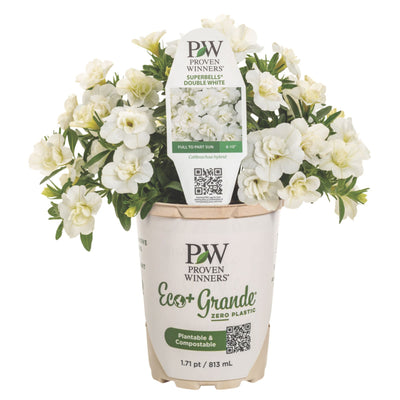 Superbells® Double White Calibrachoa