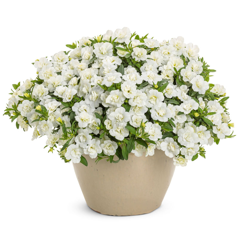 Superbells® Double White Calibrachoa