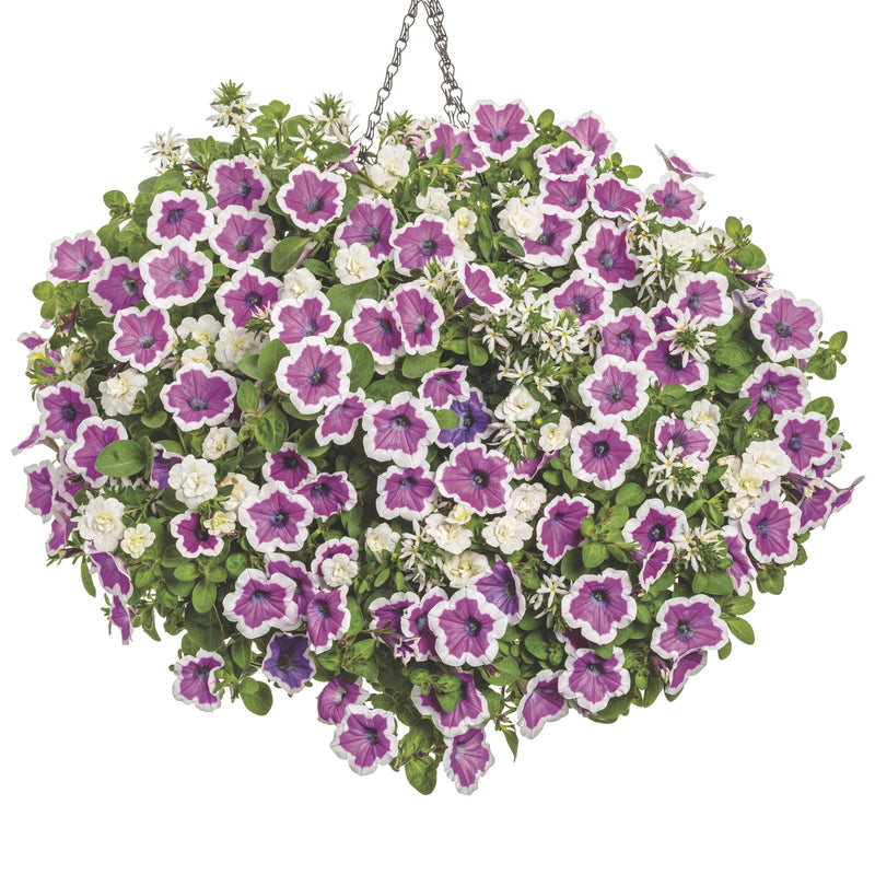 Superbells® Double White Calibrachoa