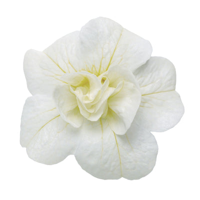 Superbells® Double White Calibrachoa