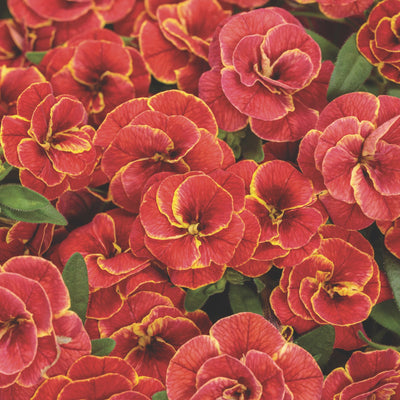 Superbells® Double Redstone™ Calibrachoa