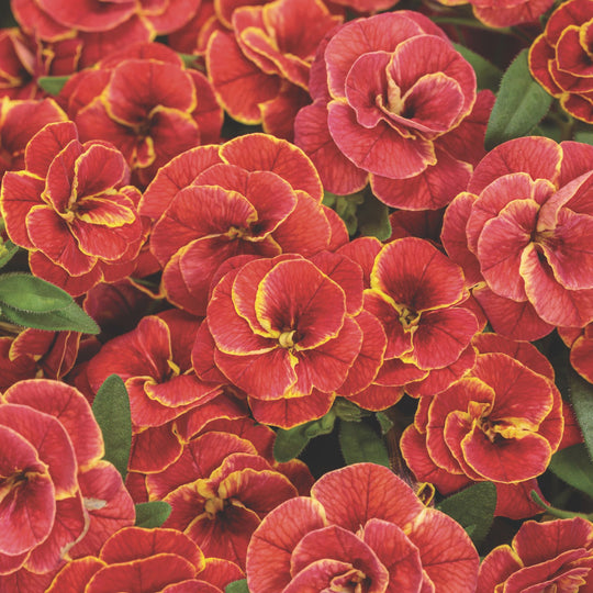 Superbells® Double Redstone™ Calibrachoa