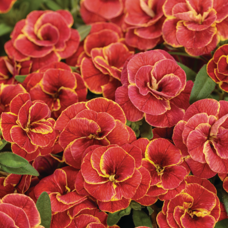 Superbells Double Redstone Calibrachoa up close.