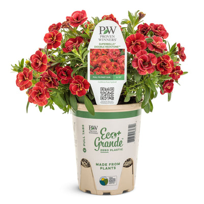 Superbells® Double Redstone™ Calibrachoa