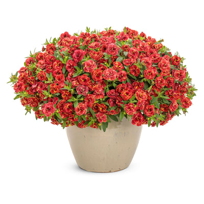 Superbells® Double Redstone™ Calibrachoa