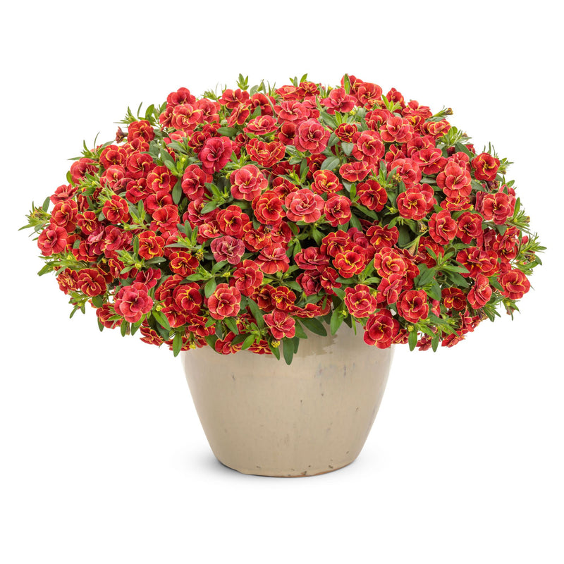 Superbells® Double Redstone™ Calibrachoa