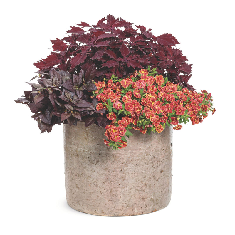 Superbells® Double Redstone™ Calibrachoa