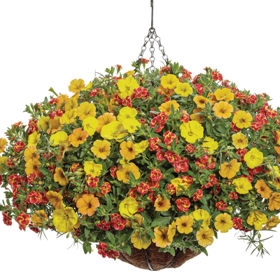 Superbells Double Redstone Calibrachoa in use.