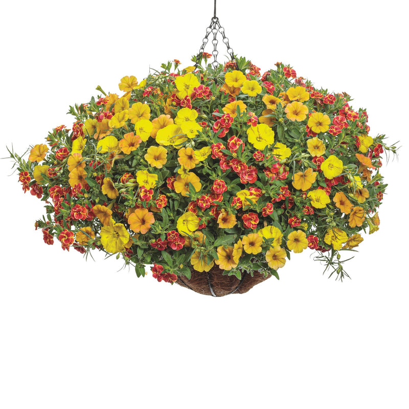 Superbells® Double Redstone™ Calibrachoa