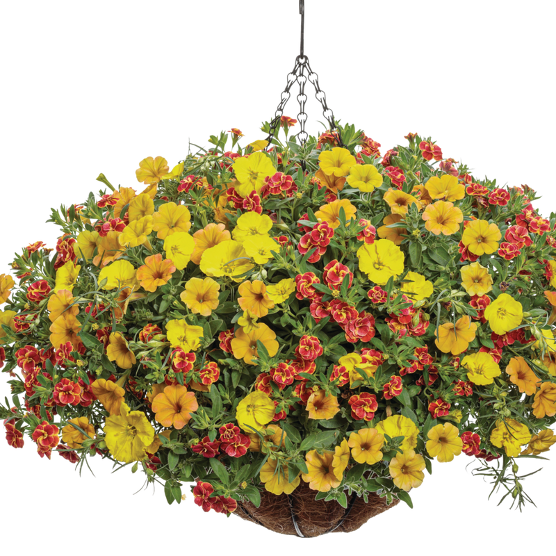 Superbells Double Redstone Calibrachoa in use.