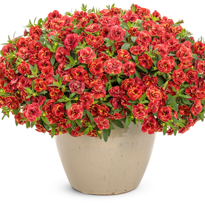 Superbells Double Redstone Calibrachoa in use.