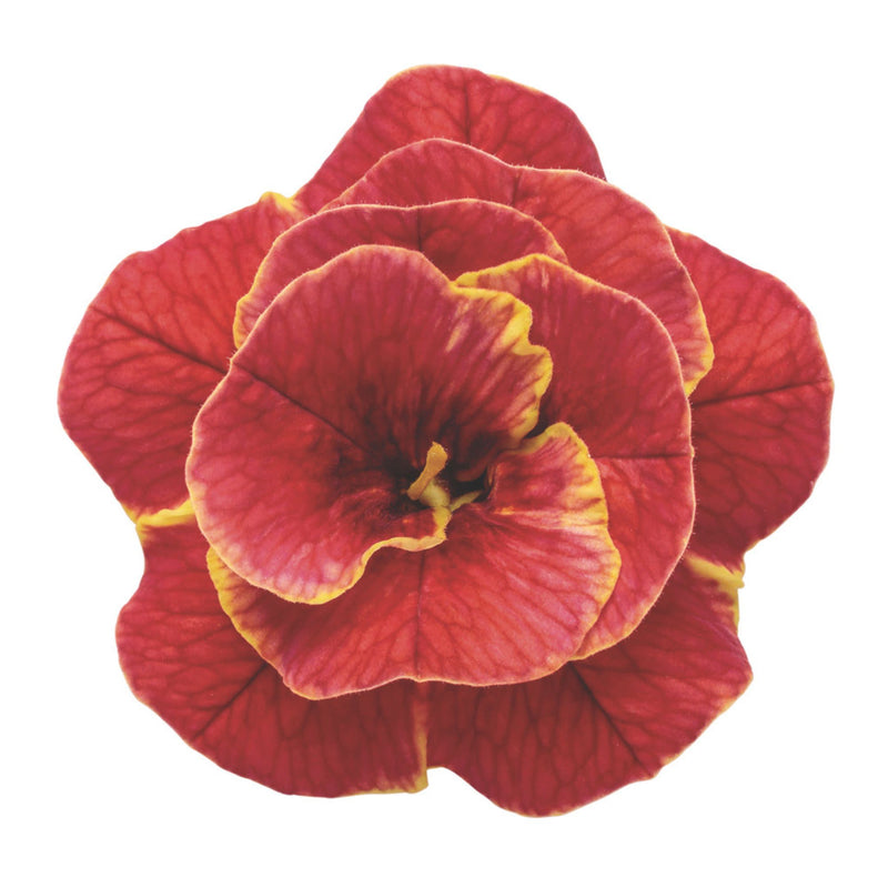 Superbells® Double Redstone™ Calibrachoa