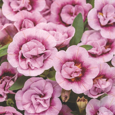 Superbells® Double Smitten Pink™ Calibrachoa