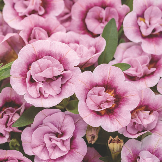 Superbells® Double Smitten Pink™ Calibrachoa