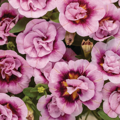 Superbells Double Smitten Pink Calibrachoa up close.