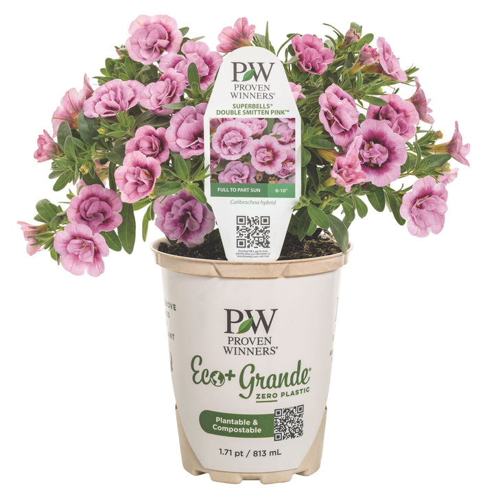 Calibrachoa | Superbells® Double Smitten Pink™ | Proven Winners