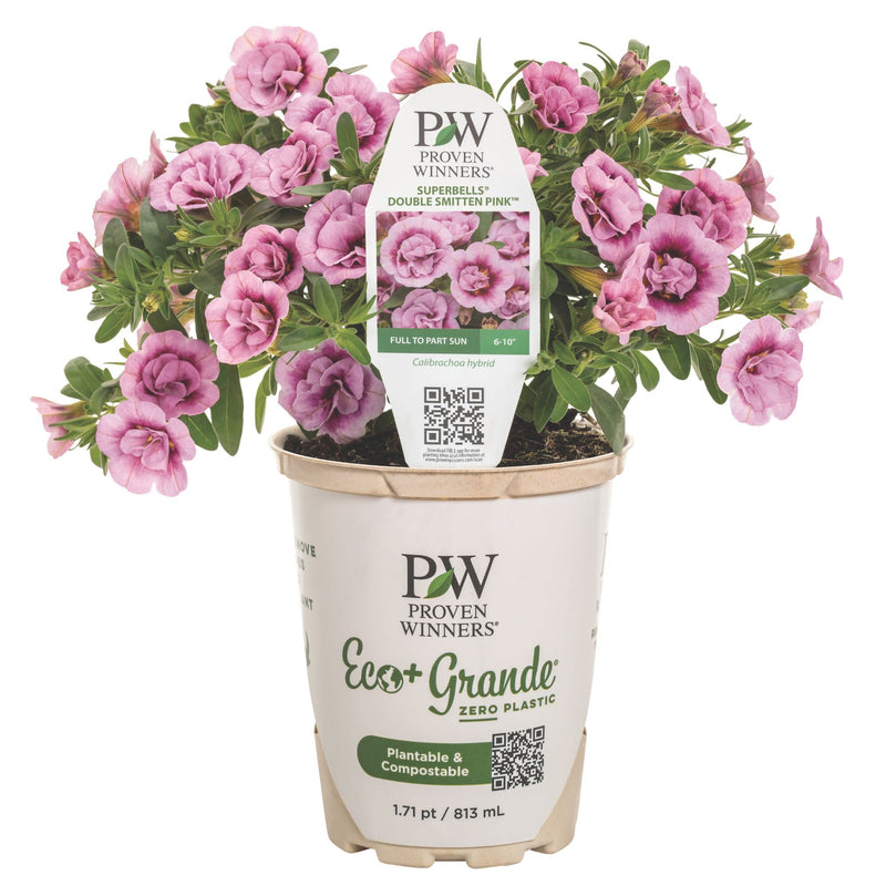 Superbells® Double Smitten Pink™ Calibrachoa