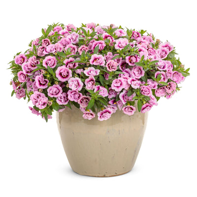 Superbells® Double Smitten Pink™ Calibrachoa