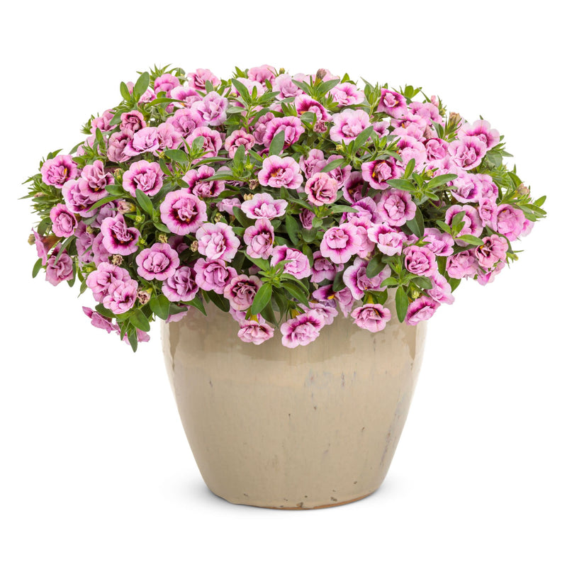 Superbells® Double Smitten Pink™ Calibrachoa