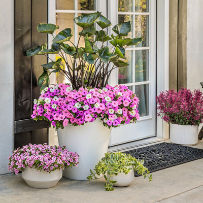 Superbells® Double Smitten Pink™ Calibrachoa