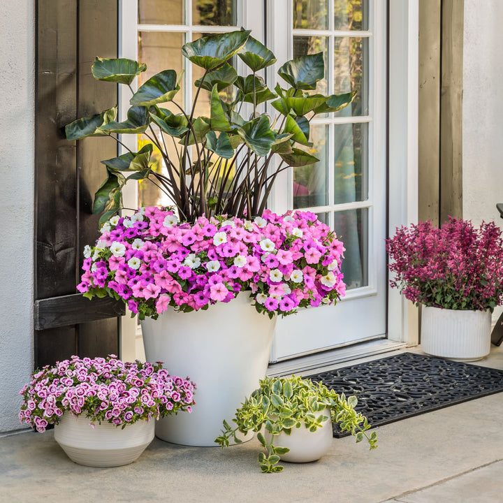 Calibrachoa | Superbells® Double Smitten Pink™ | Proven Winners