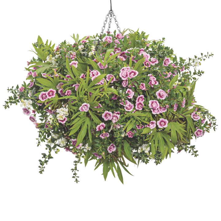Superbells® Double Smitten Pink™ Calibrachoa