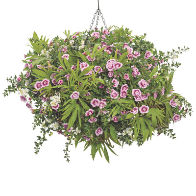 Superbells® Double Smitten Pink™ Calibrachoa