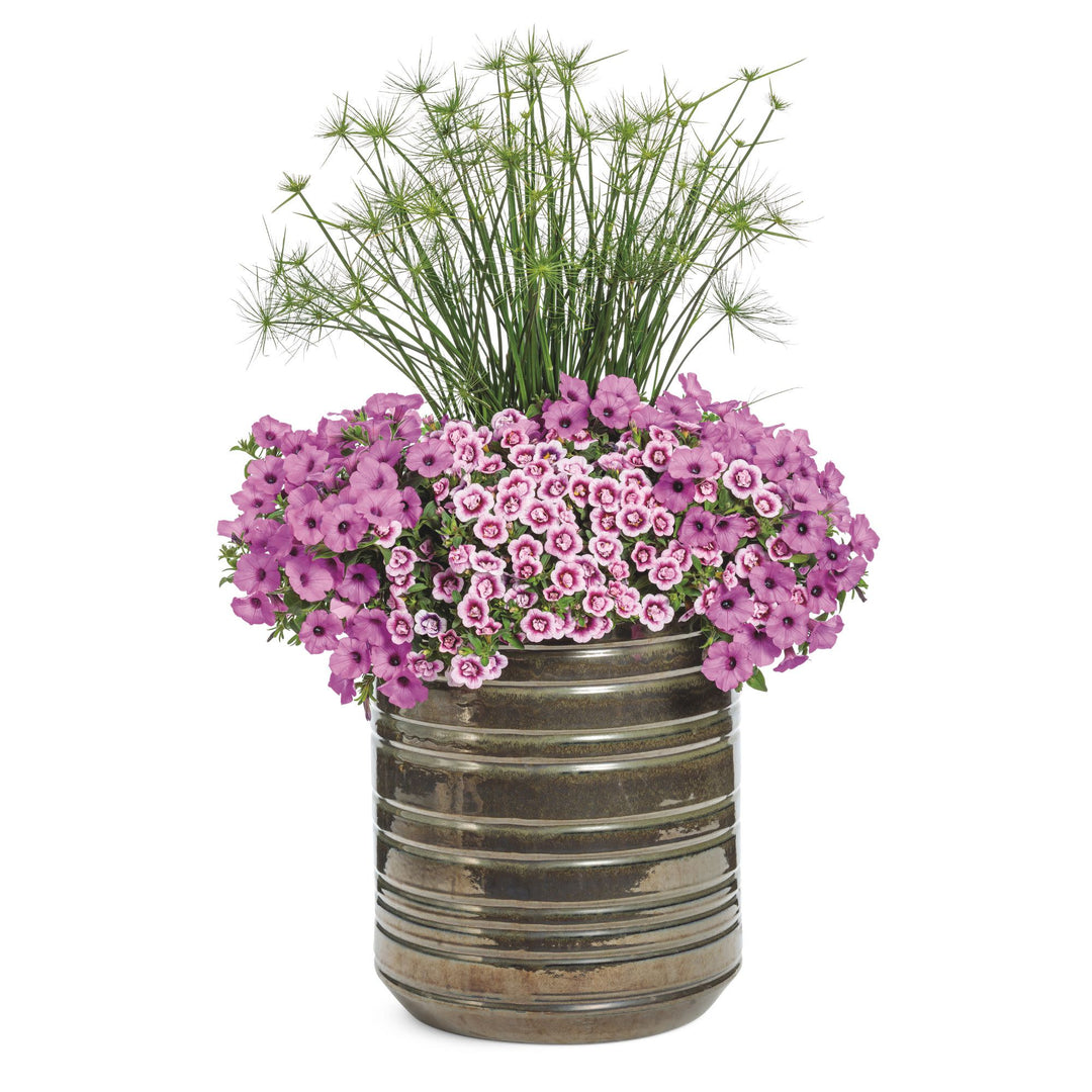 Superbells® Double Smitten Pink™ Calibrachoa
