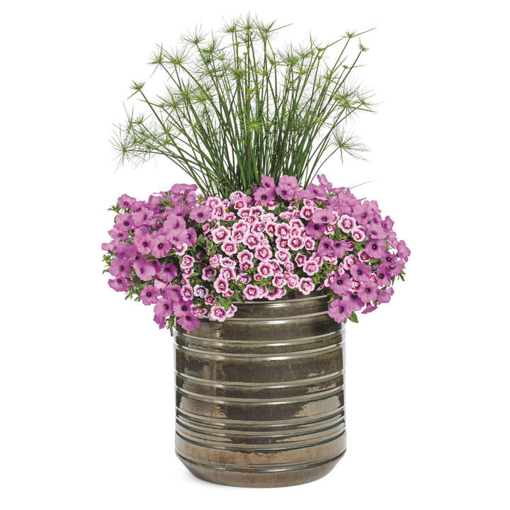 Superbells® Double Smitten Pink™ Calibrachoa
