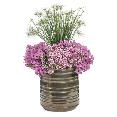 Superbells® Double Smitten Pink™ Calibrachoa