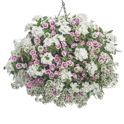 Superbells® Double Smitten Pink™ Calibrachoa