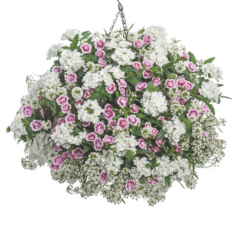 Superbells® Double Smitten Pink™ Calibrachoa