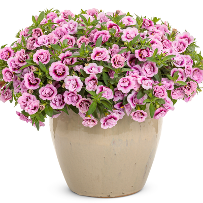 Superbells Double Smitten Pink Calibrachoa in use.