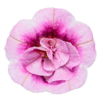 Superbells® Double Smitten Pink™ Calibrachoa