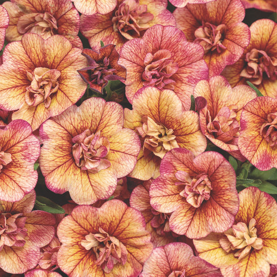 Superbells® Double Vintage Coral™ Calibrachoa