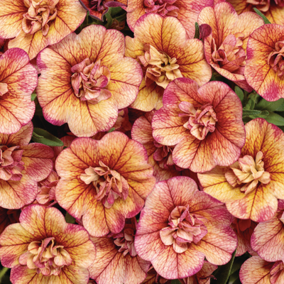 Superbells Double Vintage Coral Calibrachoa up close.