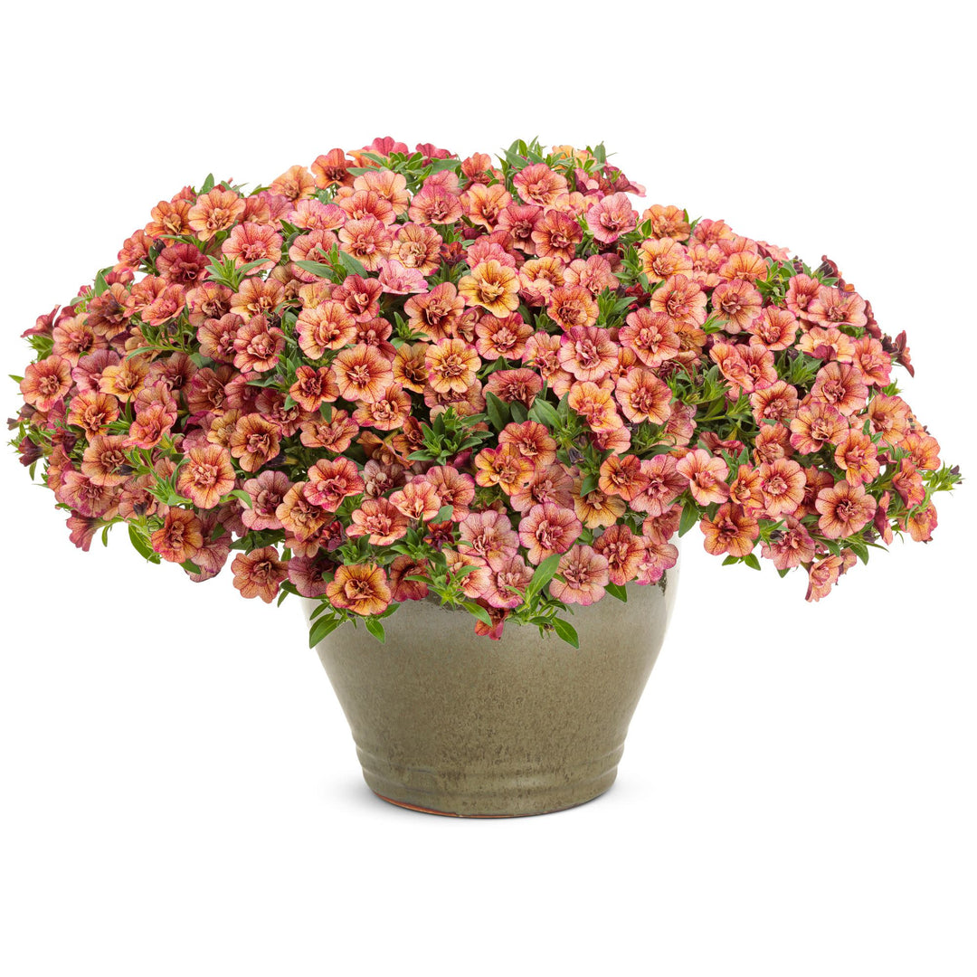 Calibrachoa | Superbells® Double Vintage Coral™ | Proven Winners