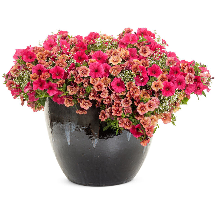 Calibrachoa | Superbells® Double Vintage Coral™ | Proven Winners